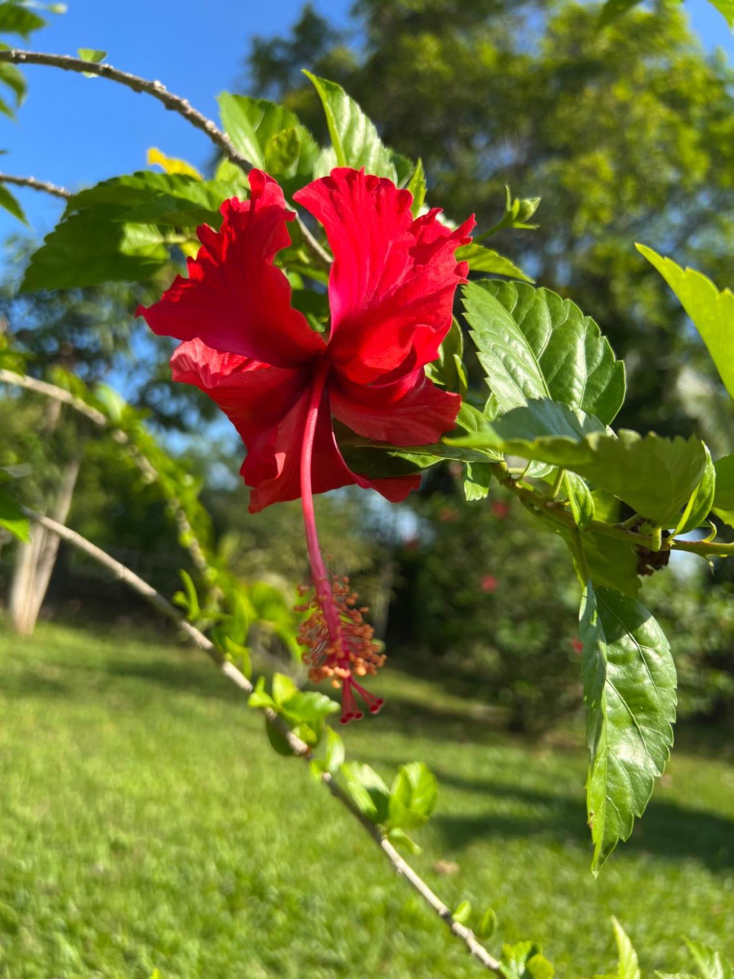 Lovely Garden Villas Pantai Cenang  Εξωτερικό φωτογραφία